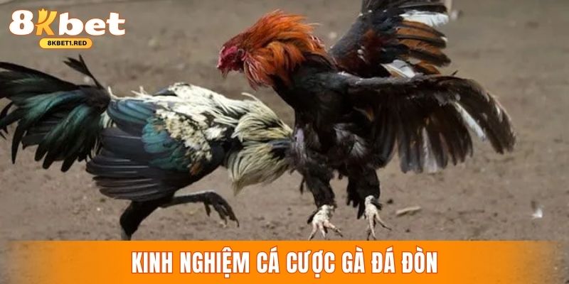 Kinh nghiệm đấu gà đòn hiệu quả